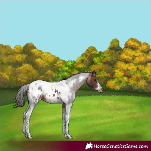 Horse Color:Brown Tobiano Frame Appaloosa 