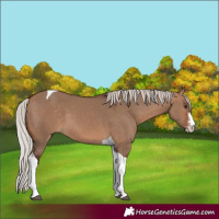 Horse Color:Silver Bay Dun Sabino Tobiano