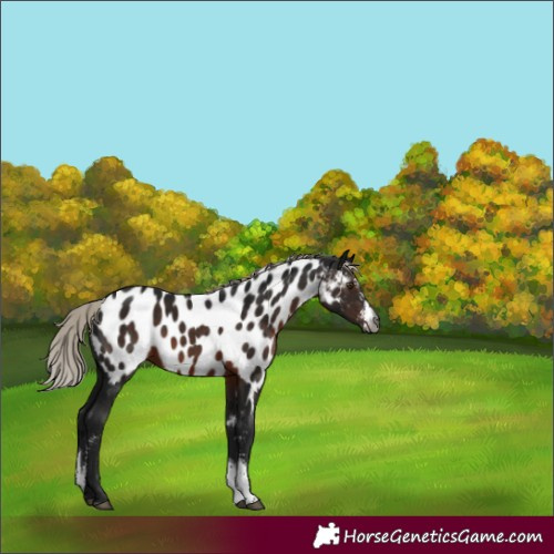 Horse Color:Gray Silver Brown Sabino Tobiano Appaloosa 