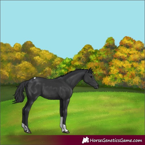 Horse Color:Black Tobiano 