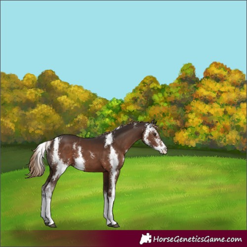 Horse Color:Liver Chestnut Sabino 