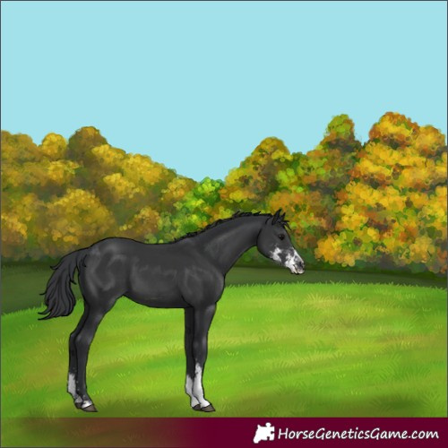 Horse Color:Black Sabino