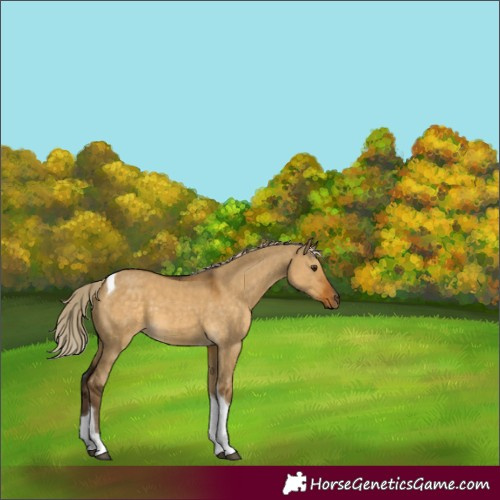 Horse Color:Chocolate Palomino Dun Tobiano 