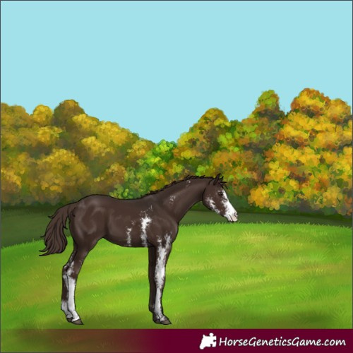 Horse Color:Liver Chestnut Sabino 