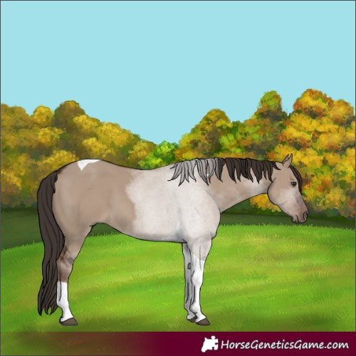 Horse Color:Liver Red Dun Tobiano 