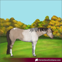Horse Color:Liver Red Dun Tobiano 