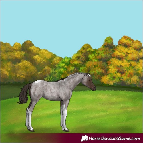 Horse Color:Liver Red Roan Tobiano 