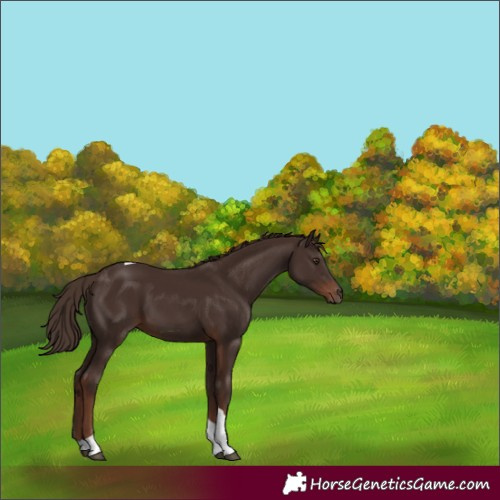 Horse Color:Liver Chestnut Tobiano 