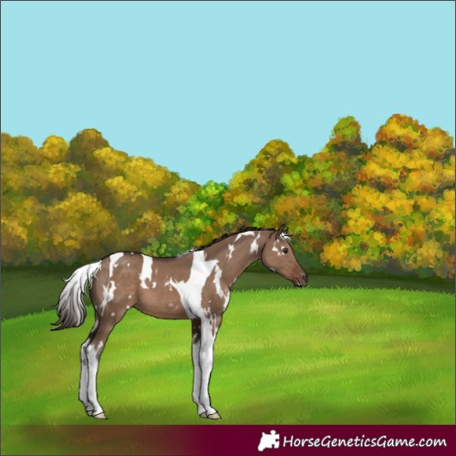 Horse Color:White Spotted Liver Red Dun Tobiano 