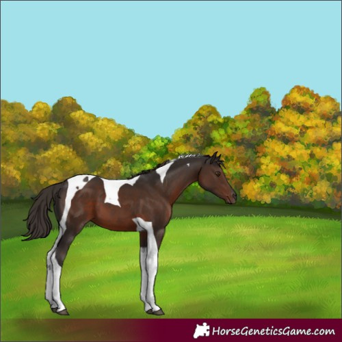 Horse Color:Liver Chestnut Tobiano 