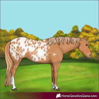 Horse Color:Chestnut Tobiano Appaloosa 