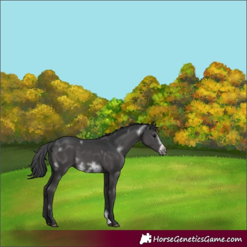 Horse Color:White Spotted Black Sabino Frame 