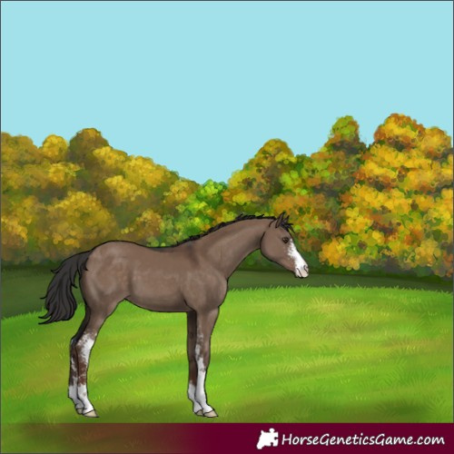 Horse Color:Liver Red Dun Sabino 