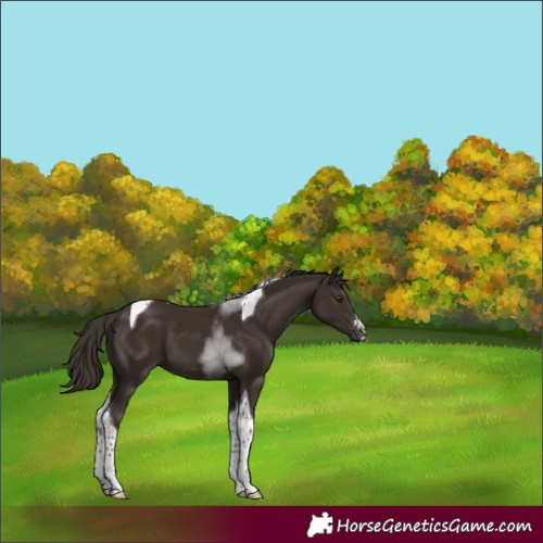 Horse Color:Liver Chestnut Sabino Tobiano 