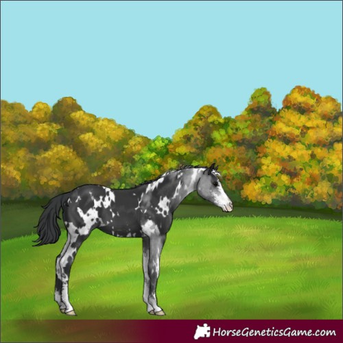 Horse Color:White Spotted Black Sabino 