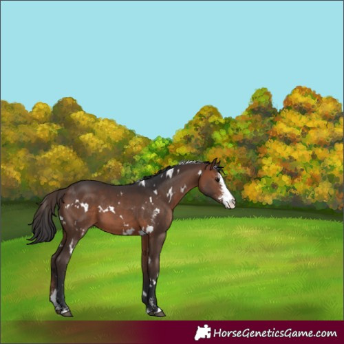 Horse Color:White Spotted Brown Sabino 
