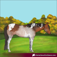 Horse Color:Bay Tobiano 