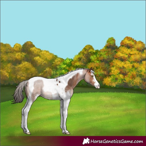 Horse Color:Bay Sabino Tobiano