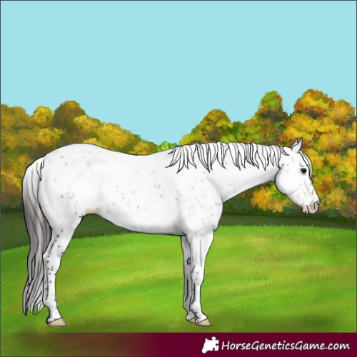 Horse Color:Brown Sabino 