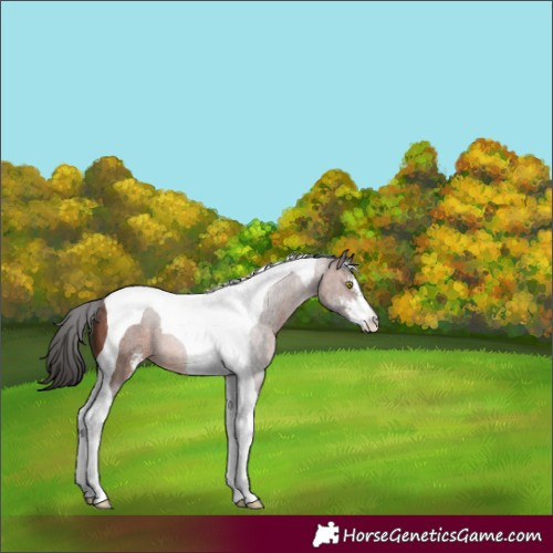Horse Color:Brown Sabino Tobiano 
