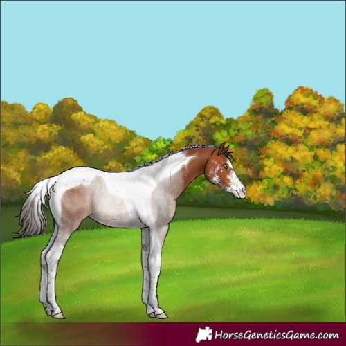 Horse Color:Bay Sabino Tobiano Rabicano 
