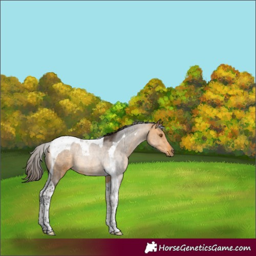 Horse Color:Buckskin Tobiano Rabicano