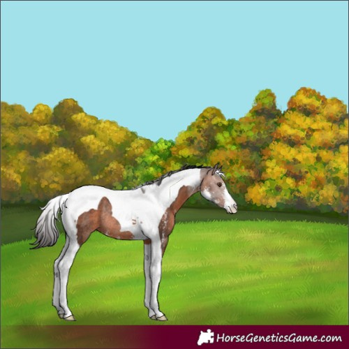Horse Color:Bay Sabino Tobiano Rabicano 