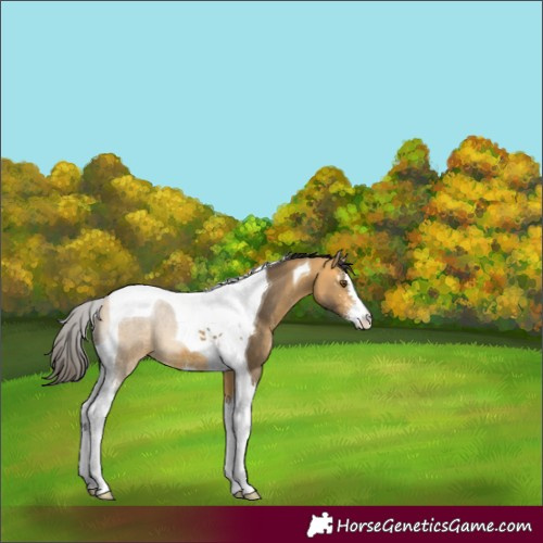 Horse Color:Buckskin Mushroom Sabino Tobiano