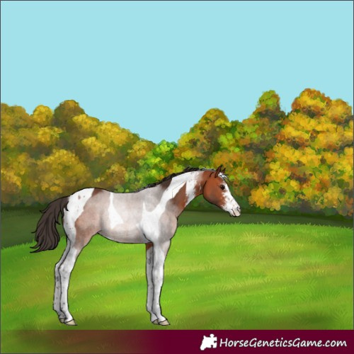 Horse Color:Bay Sabino Tobiano Rabicano