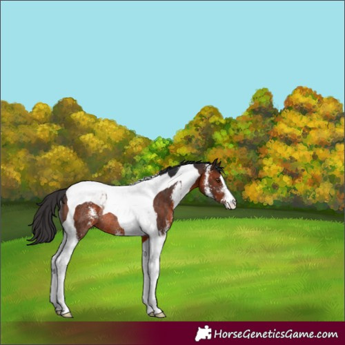 Horse Color:Brown Sabino Tobiano Rabicano