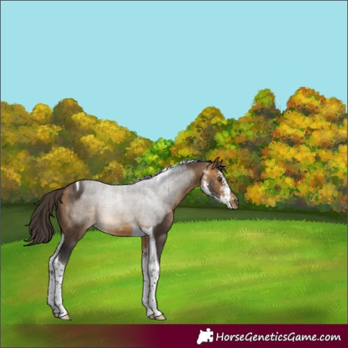 Horse Color:Buckskin Sabino Tobiano