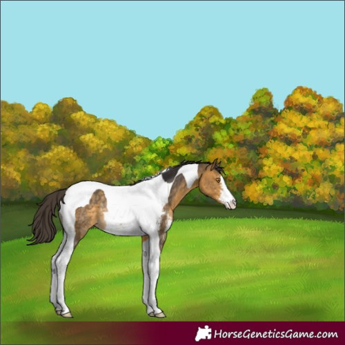 Horse Color:Buckskin Mushroom Sabino Tobiano Rabicano