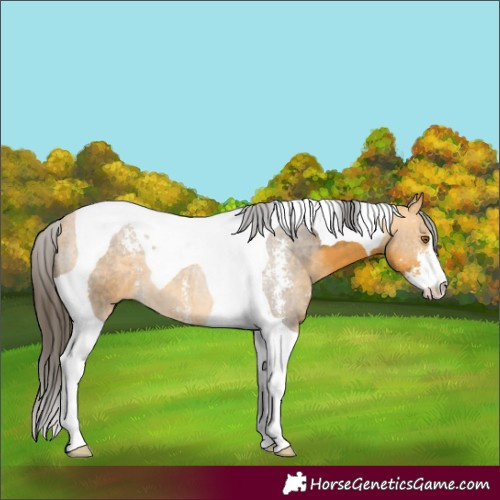 Horse Color:Buckskin Sabino Tobiano 