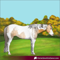 Horse Color:Buckskin Sabino Tobiano