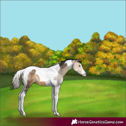 Horse Color:Buckskin Mushroom Sabino Tobiano 