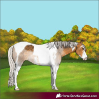 Horse Color:Silver Buckskin Sabino Tobiano