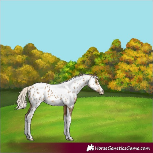 Horse Color:Silver Buckskin Mushroom Sabino Tobiano Near Leopard Rabicano 