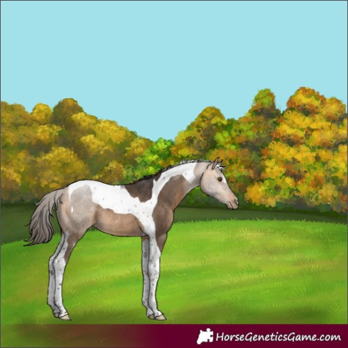 Horse Color:Buckskin Sabino Tobiano Rabicano