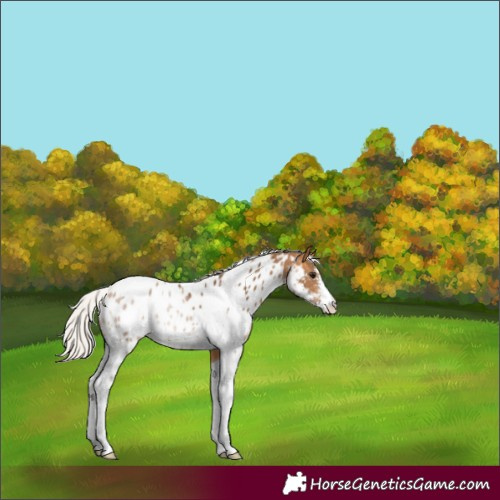 Horse Color:Silver Buckskin Sabino Tobiano Appaloosa 