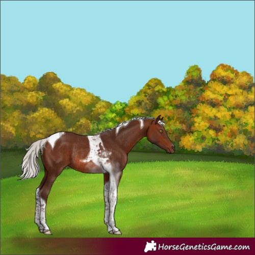 Horse Color:Silver Bay Mushroom Tobiano Rabicano