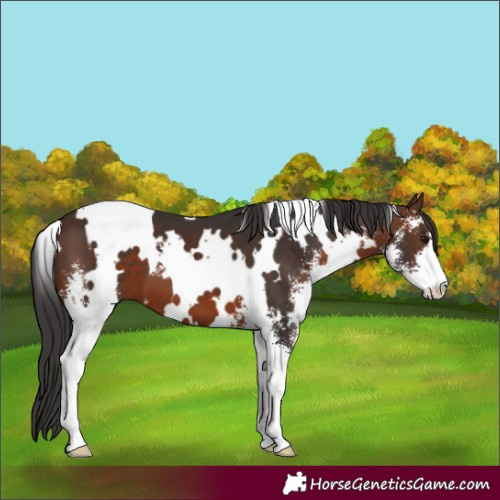 Horse Color:White Spotted Brown Sabino 