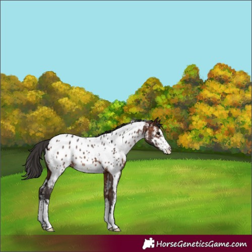 Horse Color:White Spotted Bay Sabino Near Leopard Rabicano 