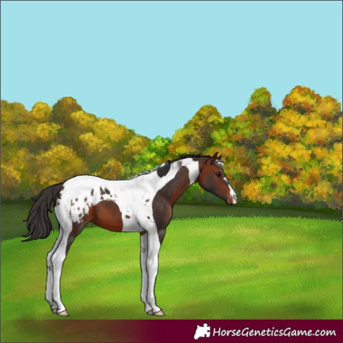 Horse Color:Bay Tobiano Appaloosa
