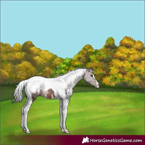 Horse Color:White Spotted Bay Tobiano Blanket Rabicano 