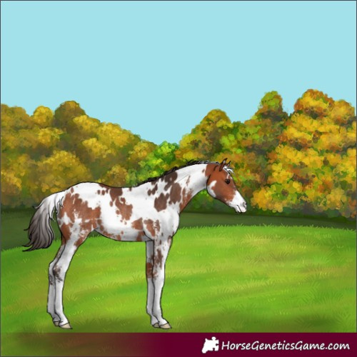 Horse Color:White Spotted Bay Sabino Rabicano 