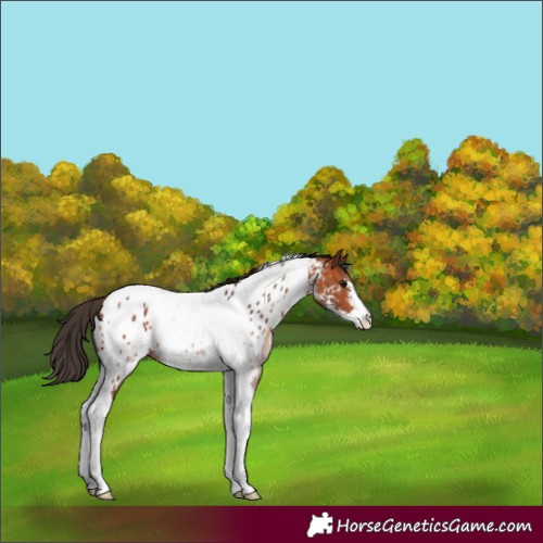 Horse Color:Bay Sabino Tobiano Appaloosa 