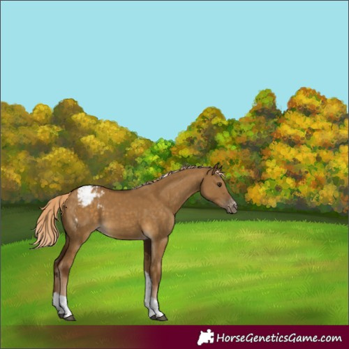 Horse Color:Chocolate Palomino Dun Sabino Tobiano Appaloosa