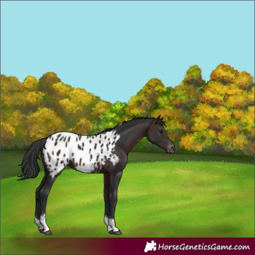 Horse Color:Brown Sabino Tobiano Appaloosa Rabicano 