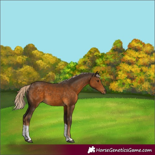 Horse Color:Chocolate Palomino Tobiano