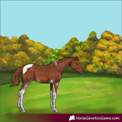 Horse Color:Chestnut Tobiano 